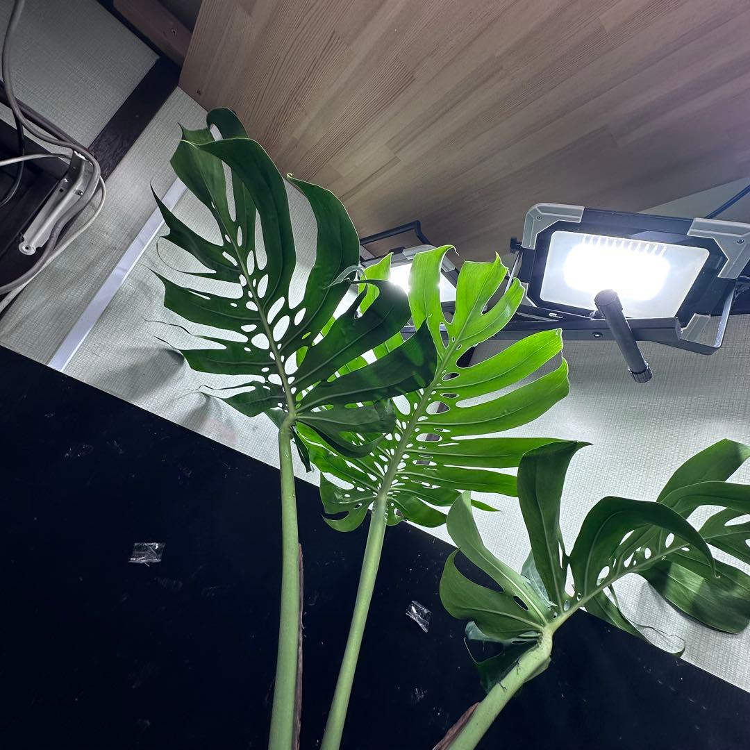 た*き様 モンステラデリシオーサマクロコズム超希少系統鉢植え