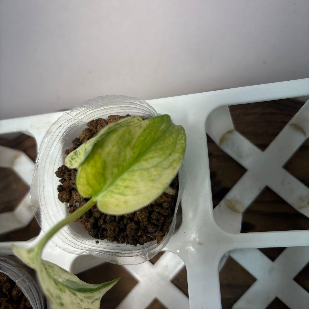 ち*え様 5株セットms33【特別選抜】ホワイトモンスター／天津蘭 モンステラ斑