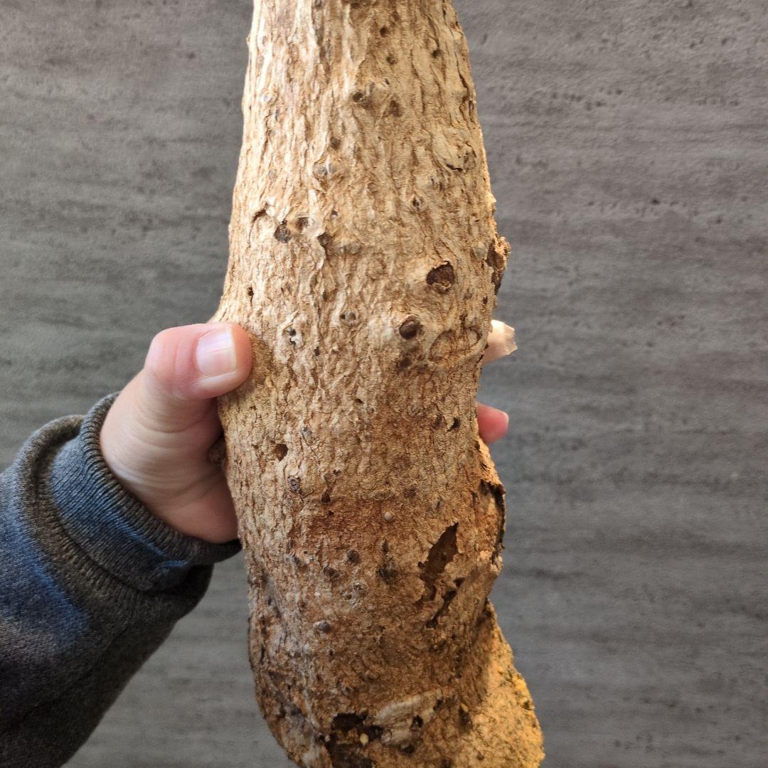 超特大 アダンソニア ディギタ バオバブ 塊根植物　パキプス　コーデックス