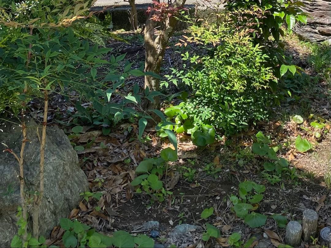 庭石 灰色 約75×80×45㎝ 自然石【石川県引き取り限定】まとめ割