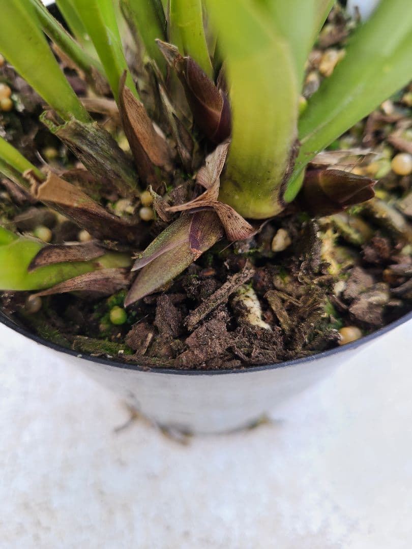 ミスマフェット。花芽4個。2鉢セット。蜜蜂誘引蘭。日本蜜蜂