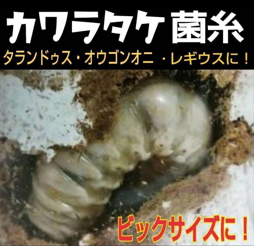 極上！カワラ菌糸瓶【6本】トレハロース、キトサン強化　タランドゥス　オウゴンオニ