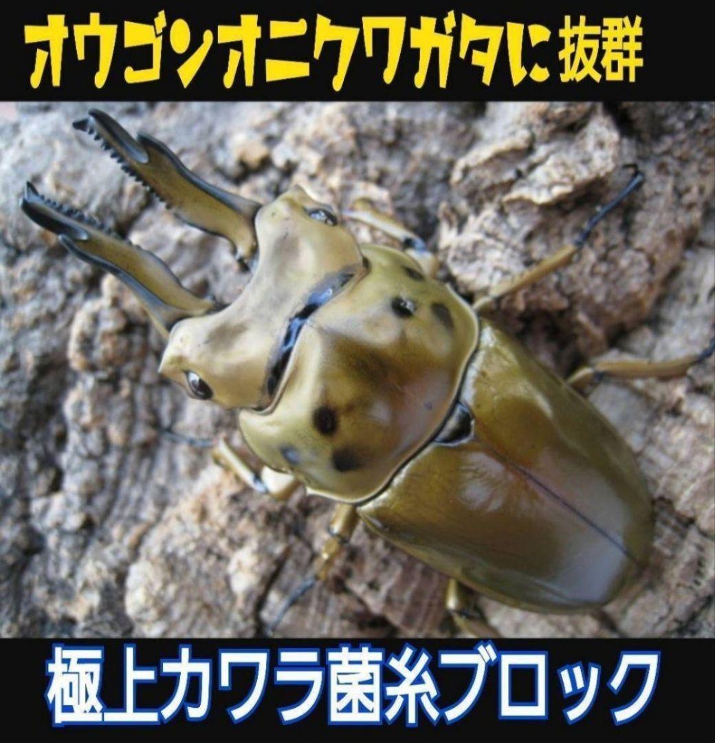 極上！カワラ菌糸瓶【6本】トレハロース、キトサン強化　タランドゥス　オウゴンオニ