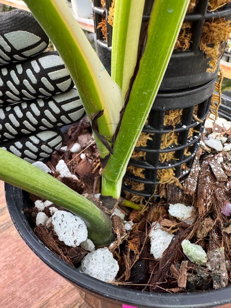 1モンステラ　ボルギシアナ　ミント　健康株　美斑入り