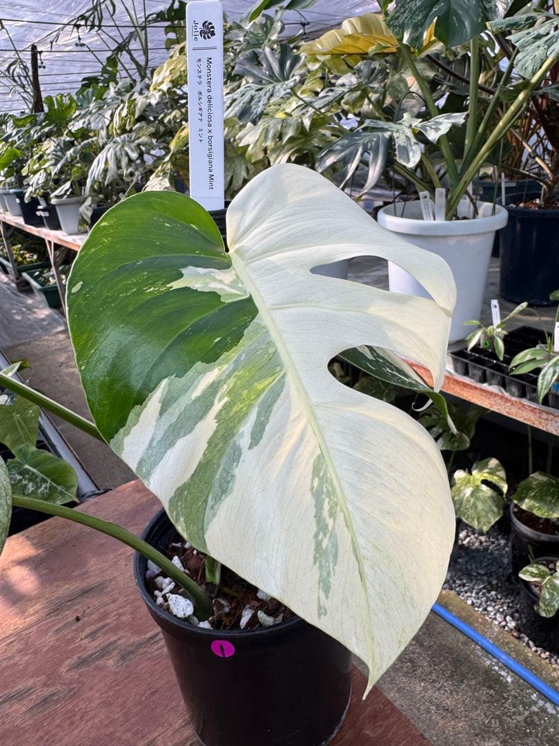 1モンステラ　ボルギシアナ　ミント　健康株　美斑入り