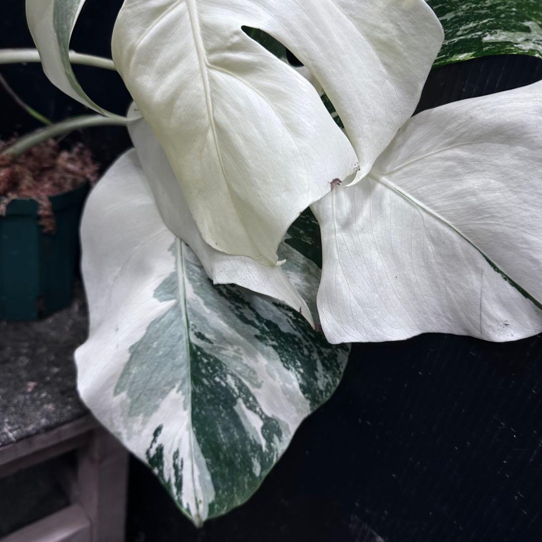 j*フ様 斑入りモンステラ ホワイトタイガー極美大株65cm白斑多