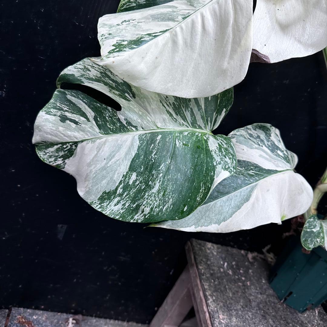 j*フ様 斑入りモンステラ ホワイトタイガー極美大株65cm白斑多