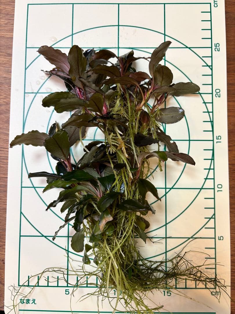 Bucephalandra sp. Blue Purple特大群生株