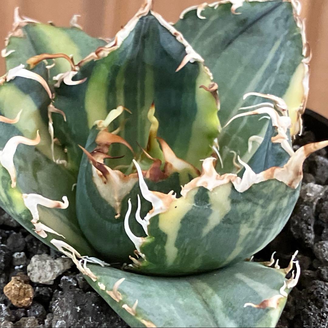 れ*★様 【初売りオークション】118 特大　アガベ　チタノタ　白鯨錦　縞斑　T