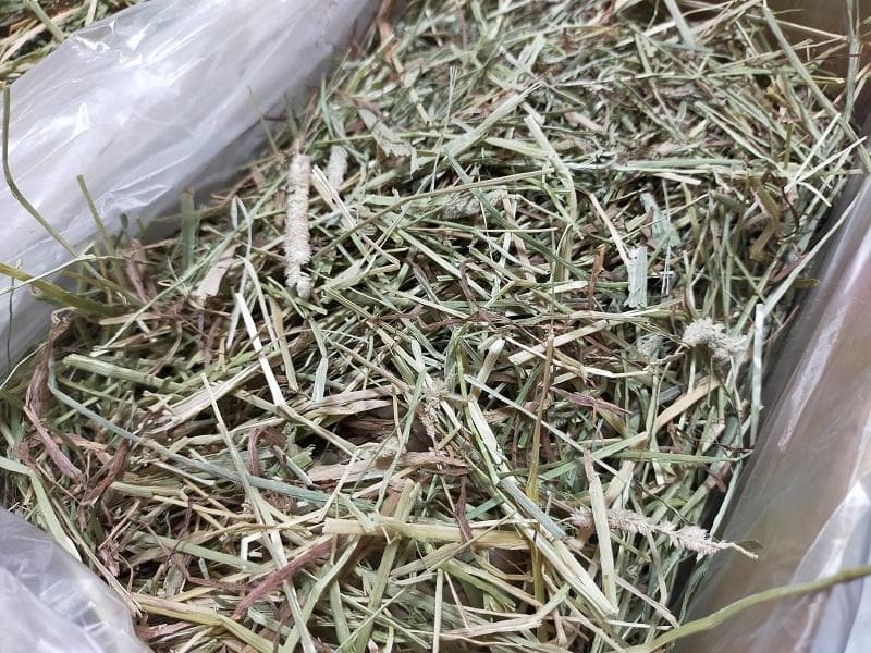 【12/30まで】 カナダ産 チモシー 50kg スーパープレミアム １番刈り