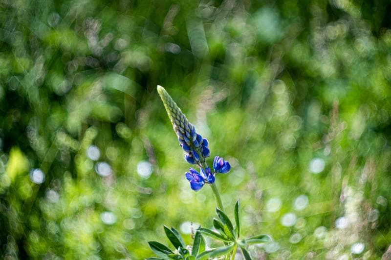 24　未使用　ぐるぐるボケレンズ　ヘリオス　44-2　M42アダプター付