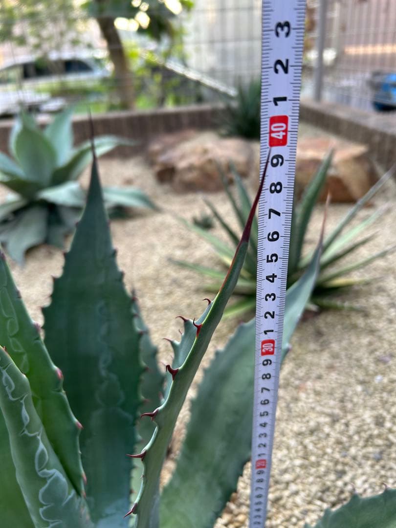 厳選株　アガベ　ワコマヒー　特大株