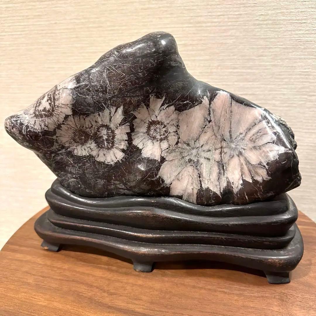 【菊花石】