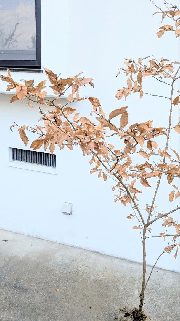 素性優良。山採りヤマコウバシ。