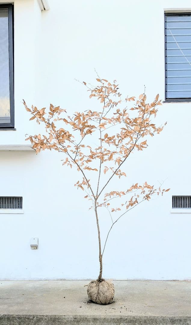 素性優良。山採りヤマコウバシ。