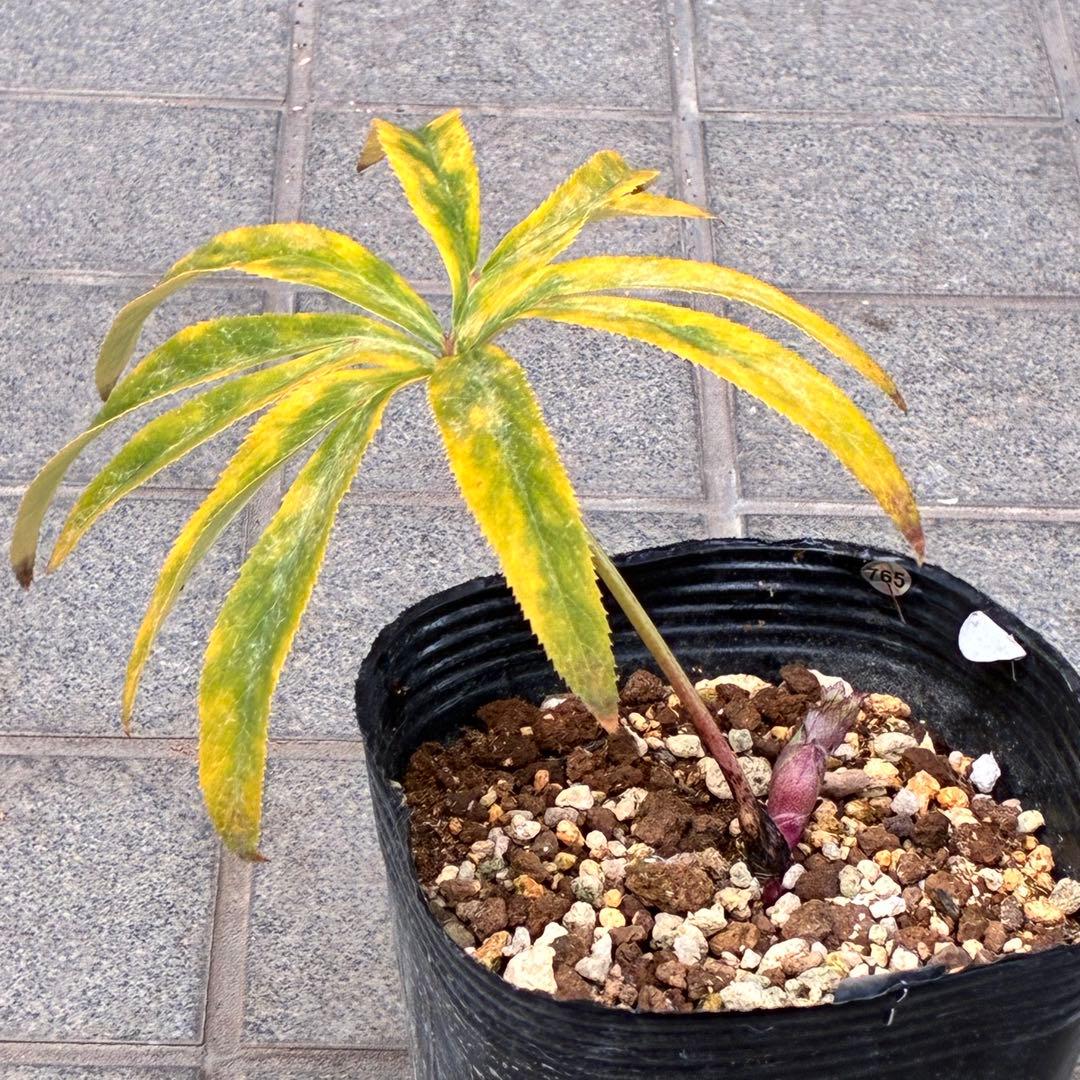 の*ん様 ☘️蕾付き☘️3377⭐️極上⭐️小輪⭐️芳香⭐️ノスタルジア系⭐️オ