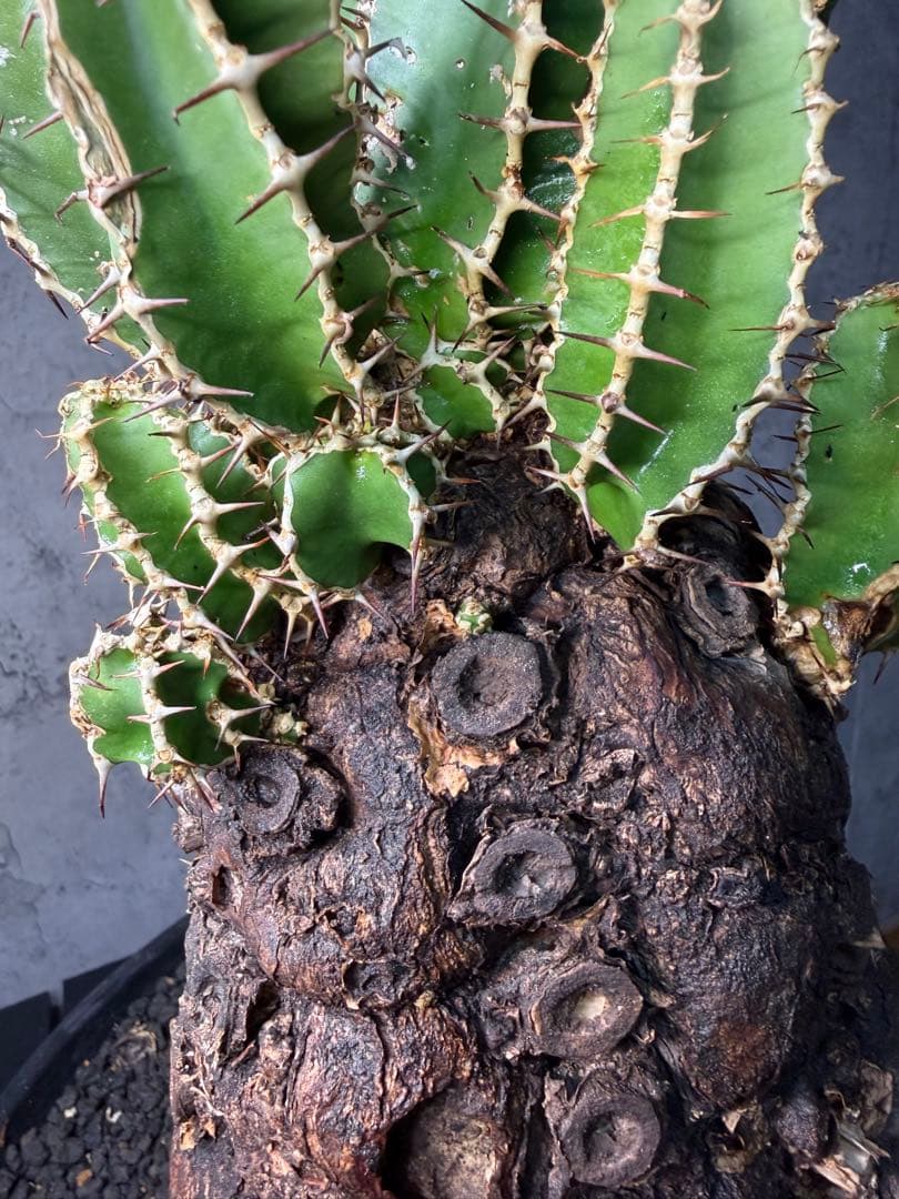 Kawasakiz1様. 【超特大・極上株】ユーフォルビア ムランジーナ