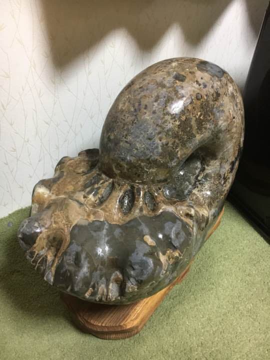 アンモナイト