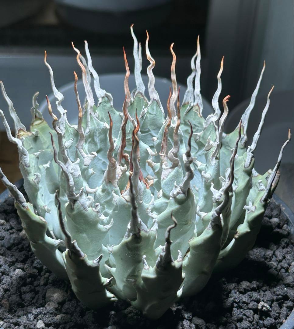 まかいきしアガベutahensis eborispina陽炎 白刺