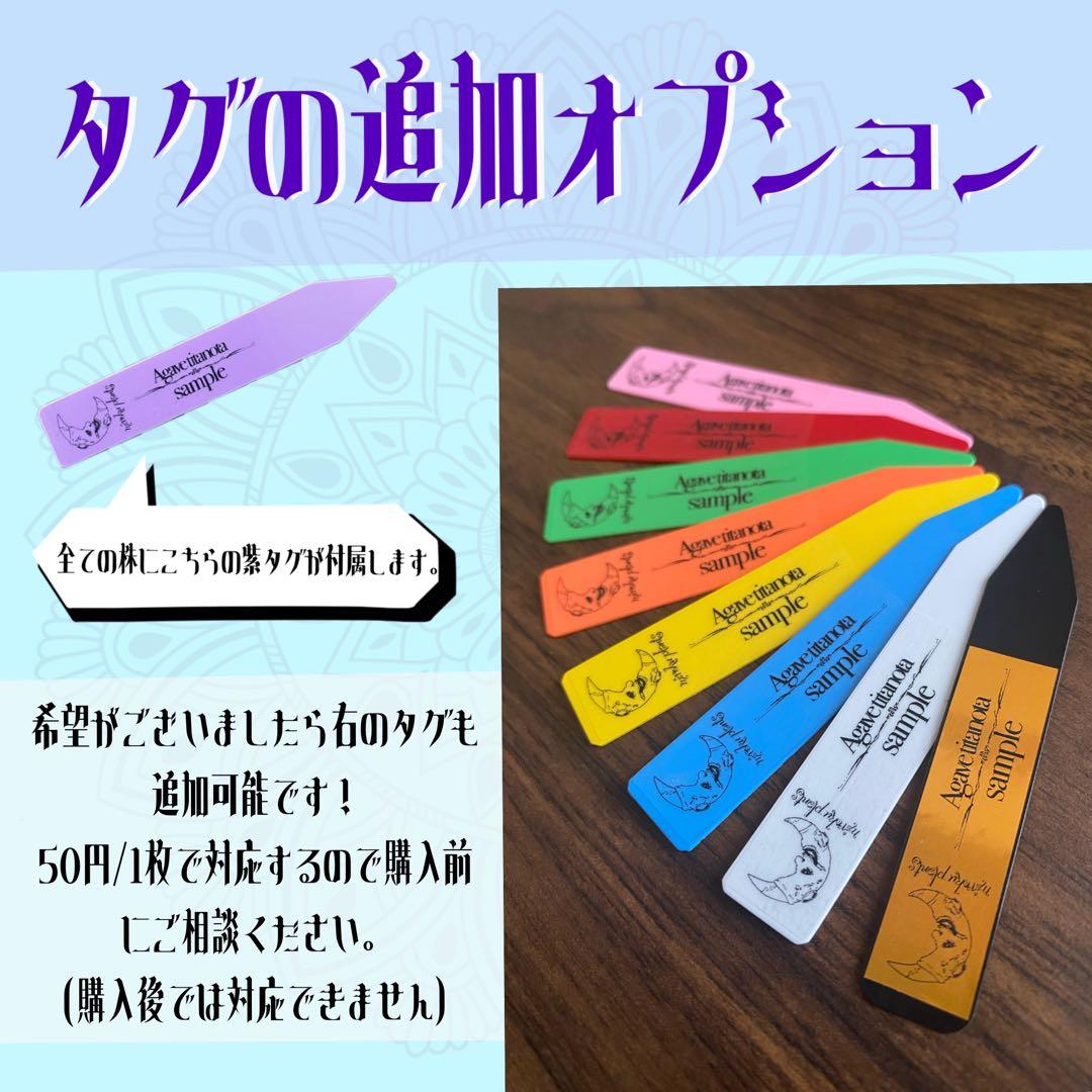 2137 【鉢のまま発送】 アガベ ホリダ