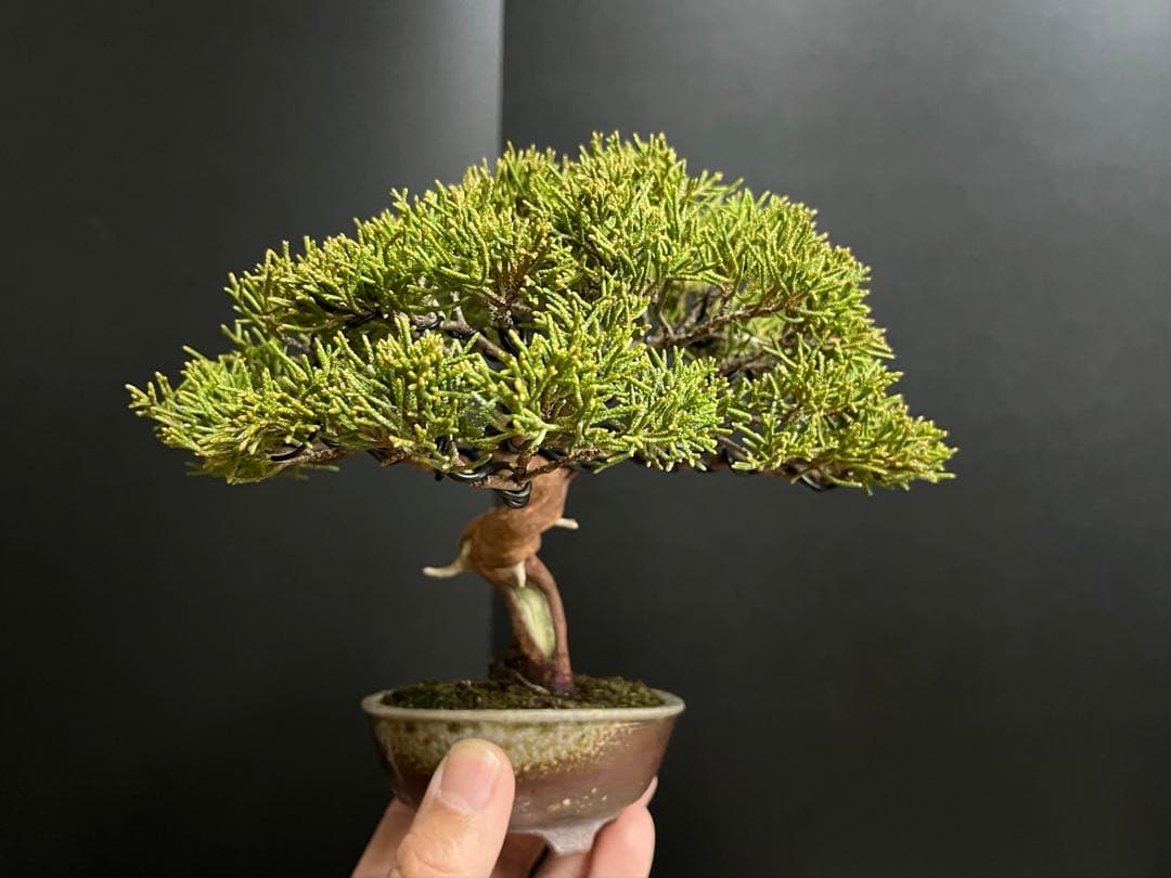 真柏盆栽　糸魚川真柏　古木　捻転幹　小品盆栽　ミニ盆栽　樹高15.5cm