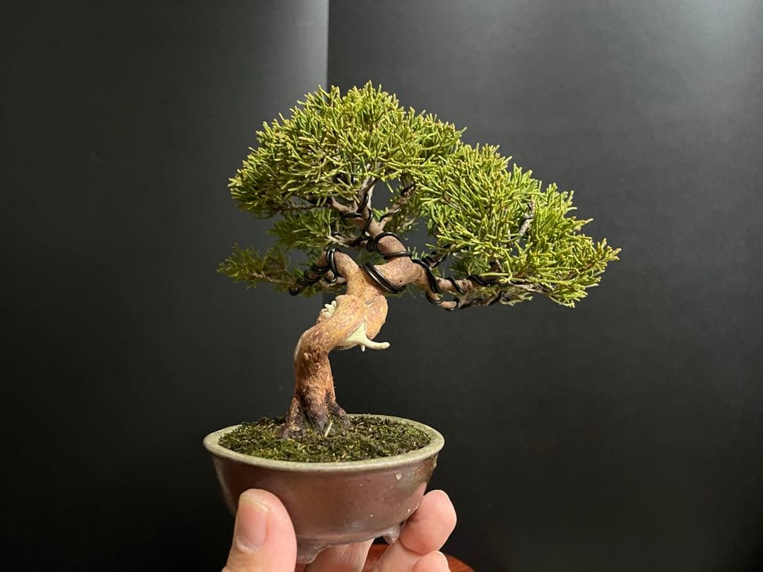 真柏盆栽　糸魚川真柏　古木　捻転幹　小品盆栽　ミニ盆栽　樹高15.5cm