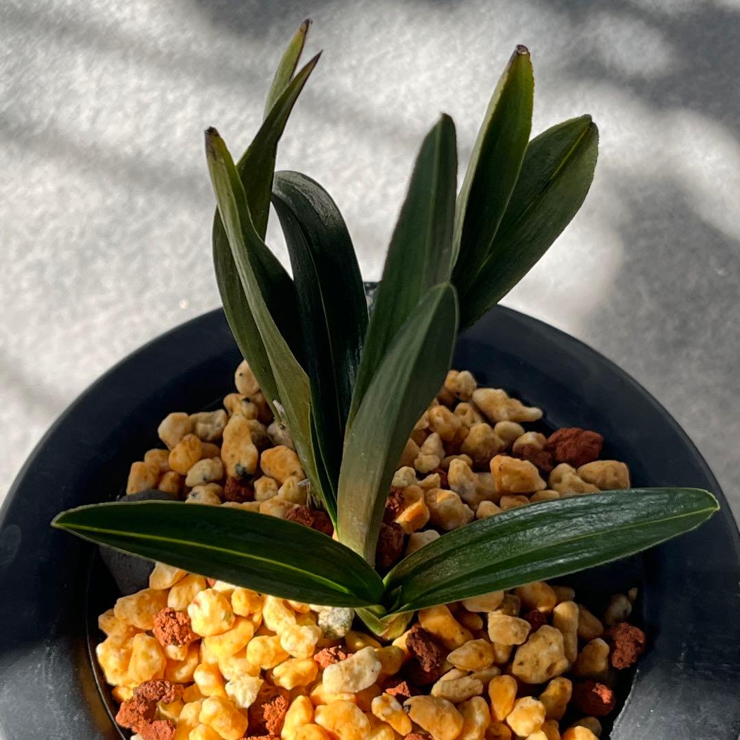 韓国春蘭　『羅紗チャボ』3本立 日本春蘭　春蘭　寒蘭　東洋蘭　山野草　多肉植物