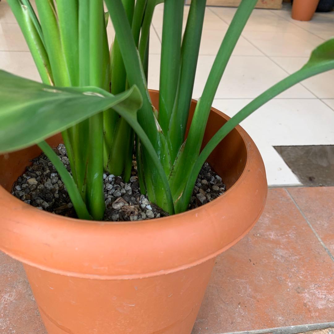 ストレリチア レギネ 8号