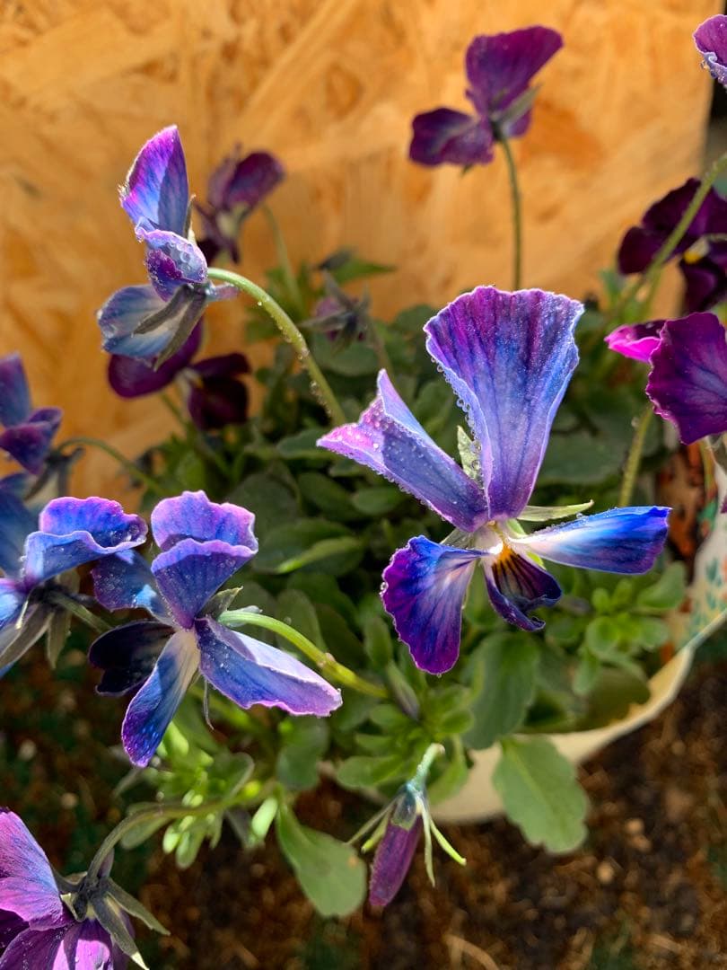 ⚠️専用ページ⚠️ パルプンテ　極美苗