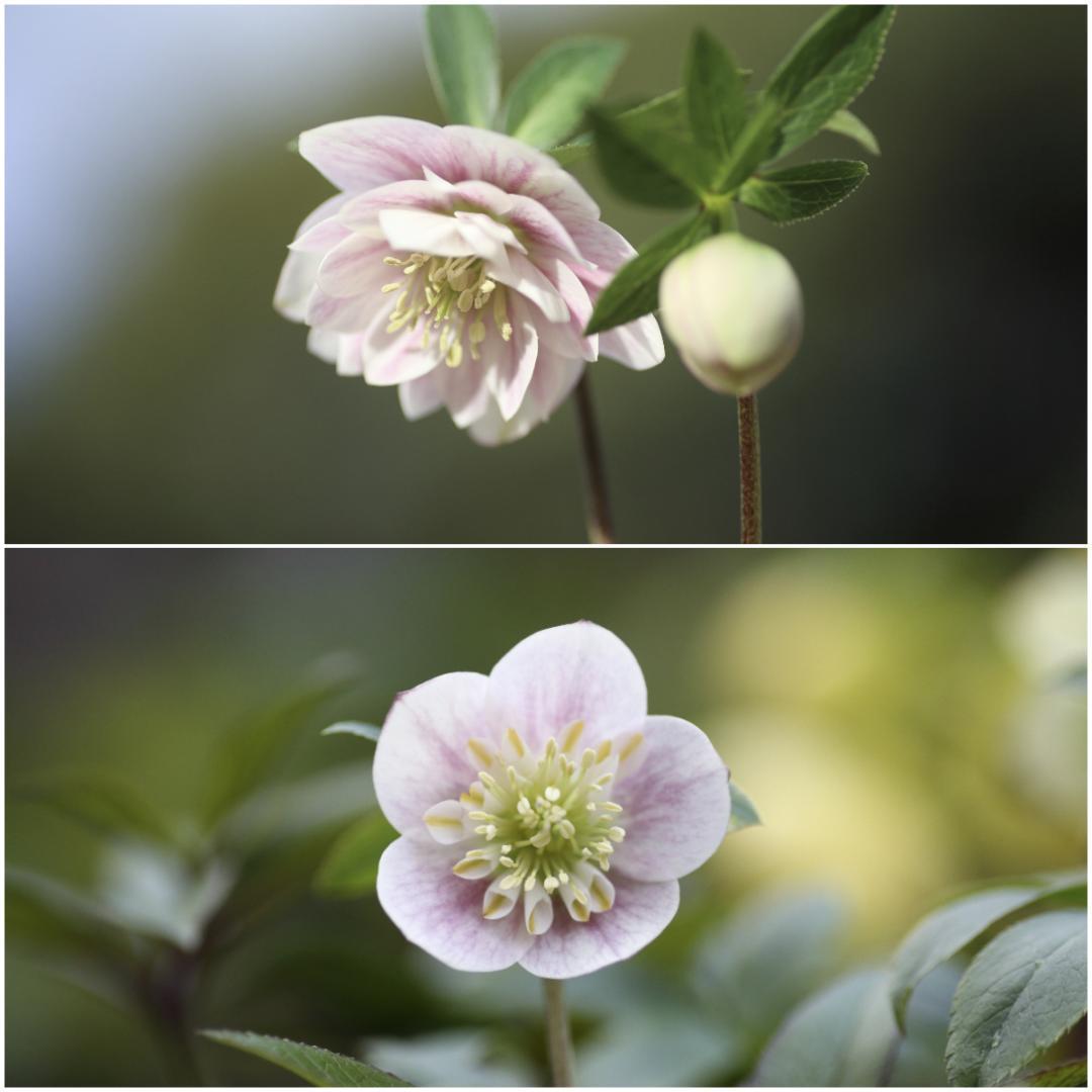 Kayo「歳末セール」クリスマスローズ 苗 SDプリマヴェーラ セルフ