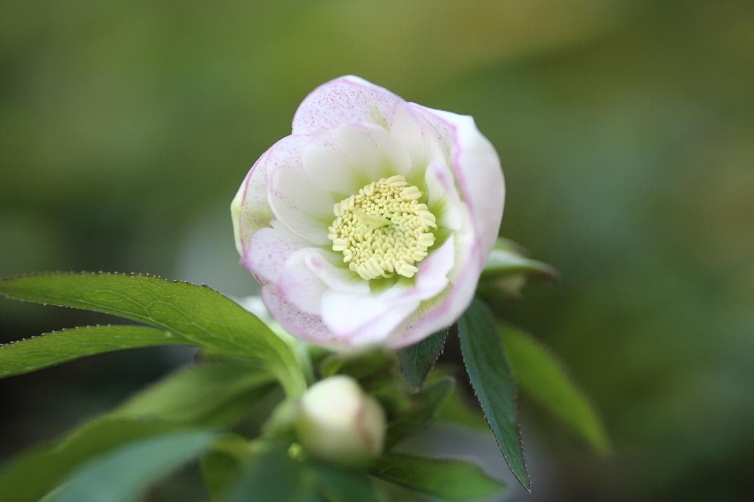 Kayo「歳末セール」クリスマスローズ 苗 SDプリマヴェーラ セルフ