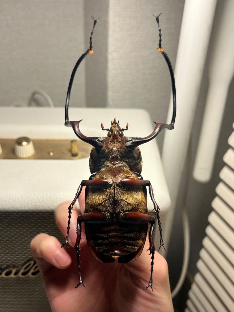 【超特大】セラムドウナガテナガコガネ テナガカミキリ昆虫標本 甲虫 タランチュラ