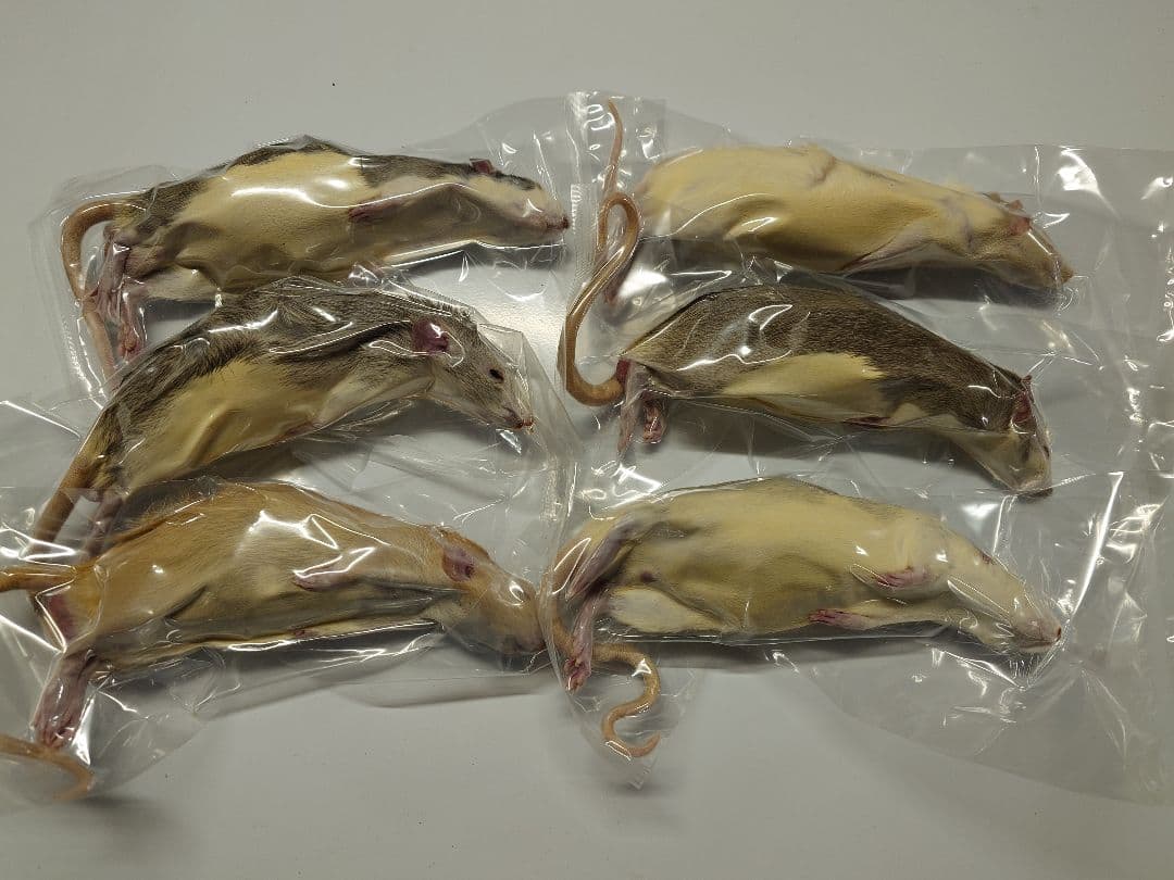 冷凍ラット 30匹 70~85g
