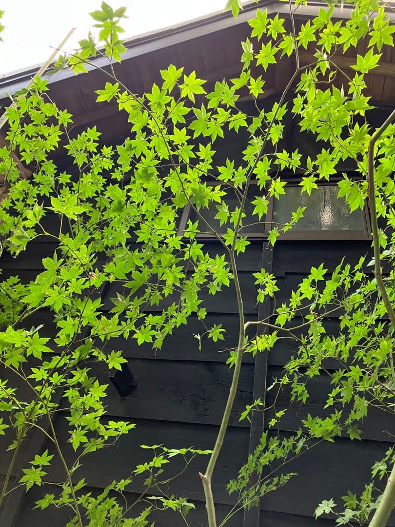 キメラ　70 山採り　ヤマモミジ