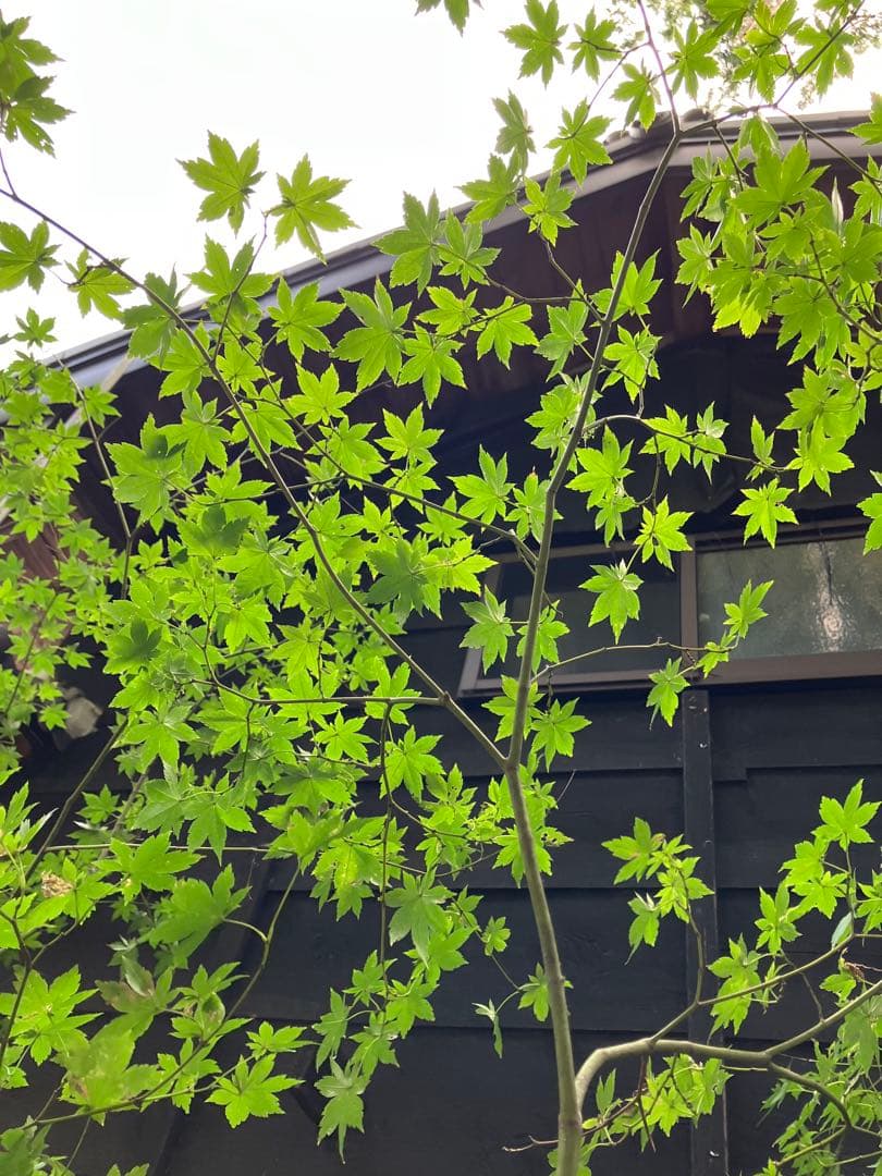 キメラ　70 山採り　ヤマモミジ