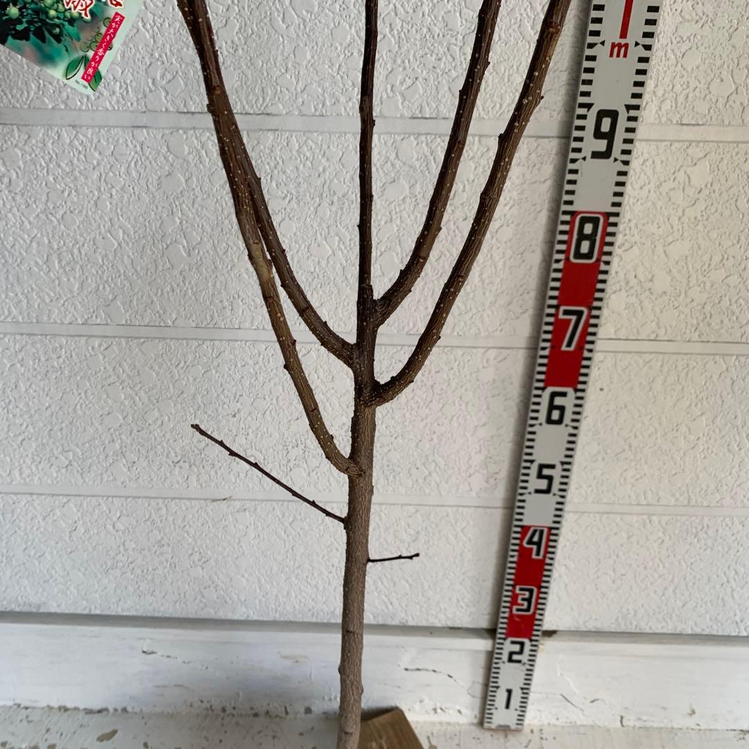 朝倉山椒　約180cm 根巻【サンショウ/実山椒/山椒/ハジカミ/木の実】41