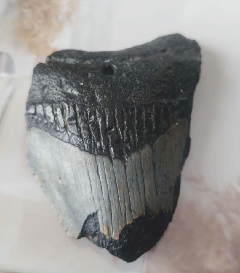 メガロドンの歯の化石B　不完全アメリカノースキャロライナ