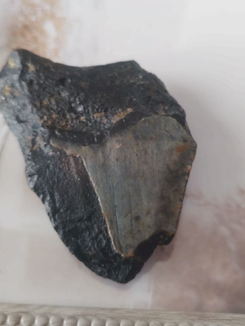メガロドンの歯の化石B　不完全アメリカノースキャロライナ