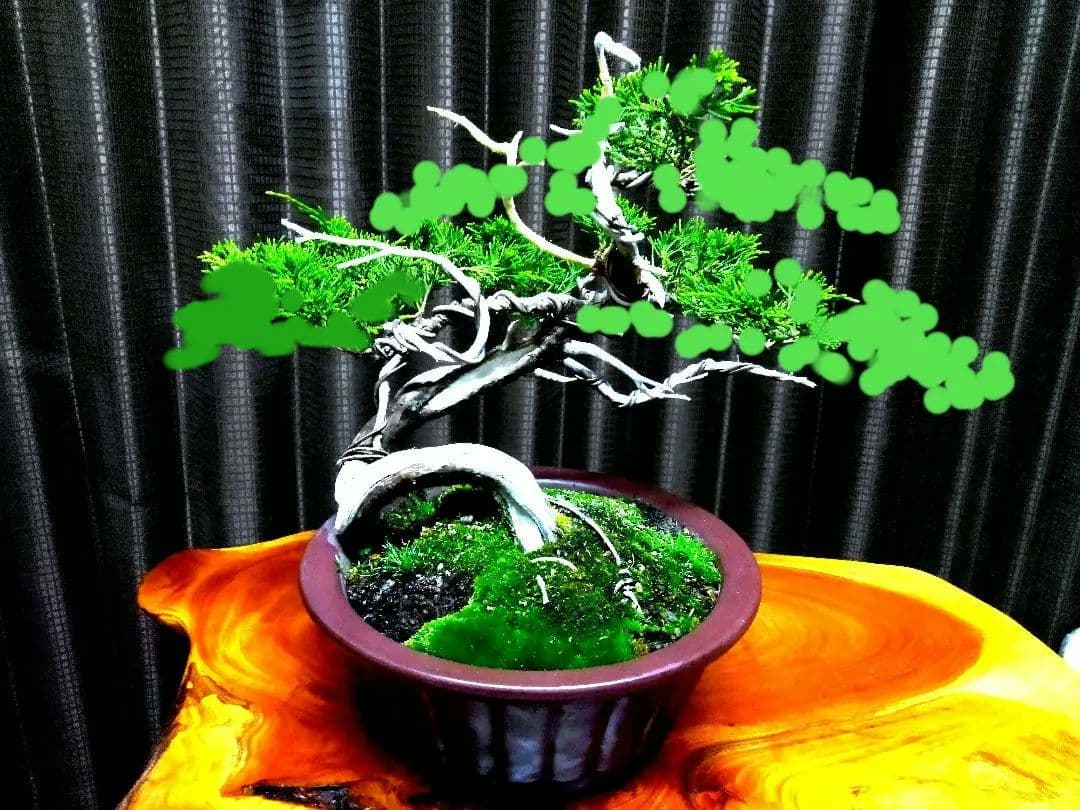 【山採り 糸魚川真柏盆栽】　　　　　　　　　⭕9枚目完成❗培養中…