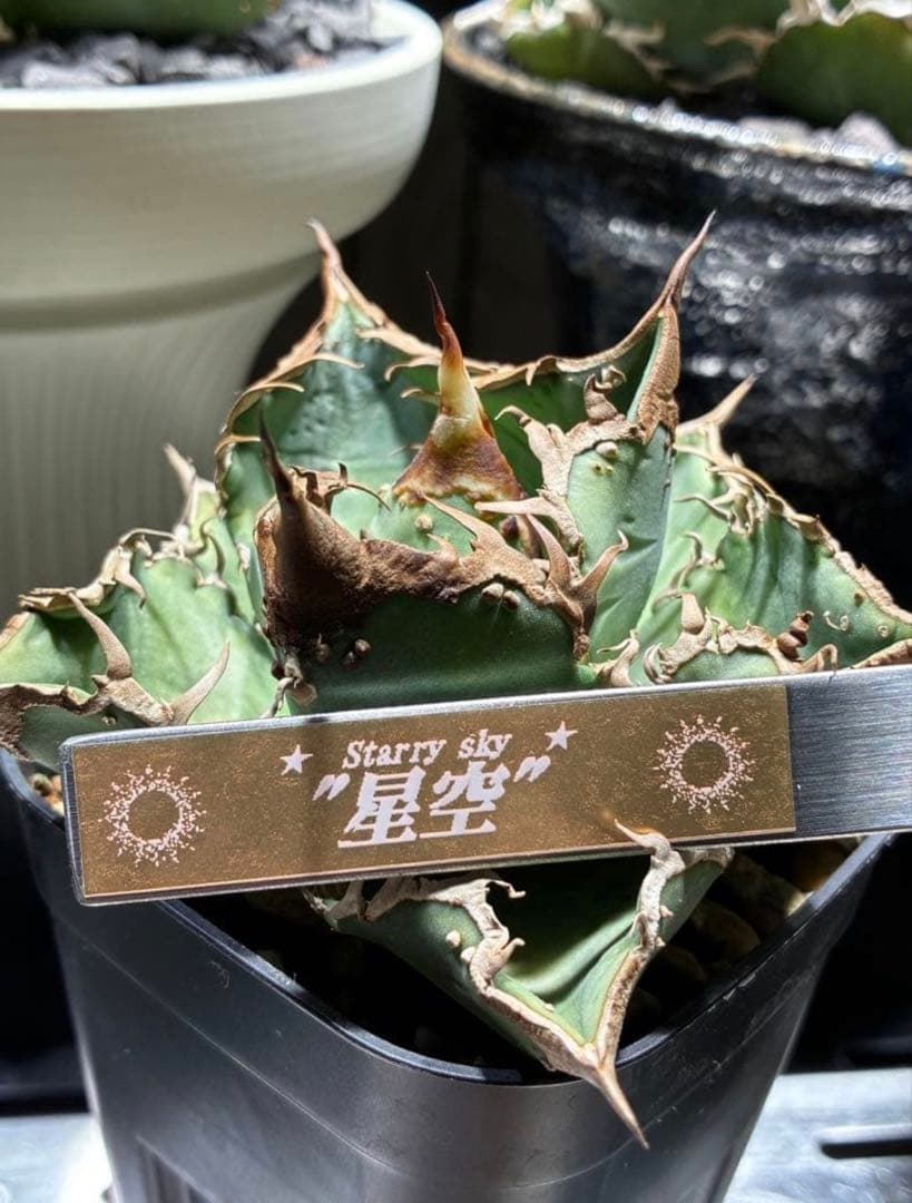 uzutanページ