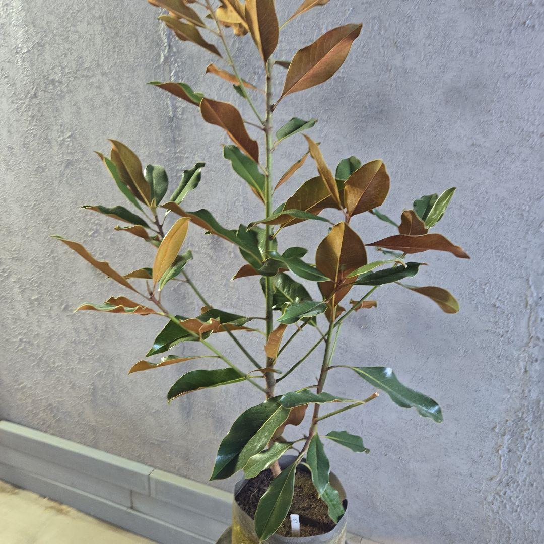 ①　タイサンボク　「リトルジャム」　特大苗木最高等級極上品‼️