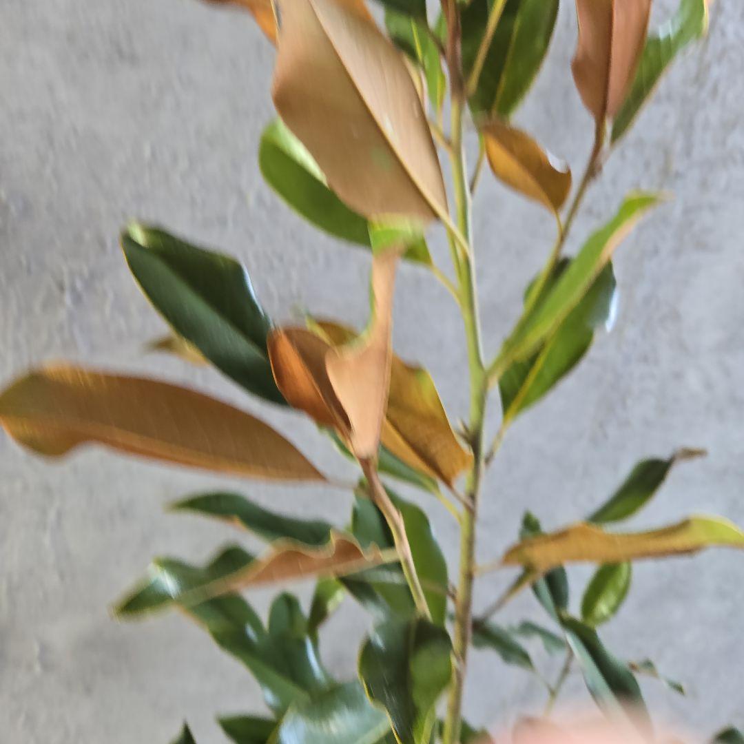 ①　タイサンボク　「リトルジャム」　特大苗木最高等級極上品‼️