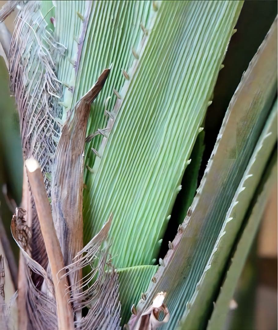 光触媒　人工観葉植物　ウォールグリーンフェイクグリーン　アカベテナータ160