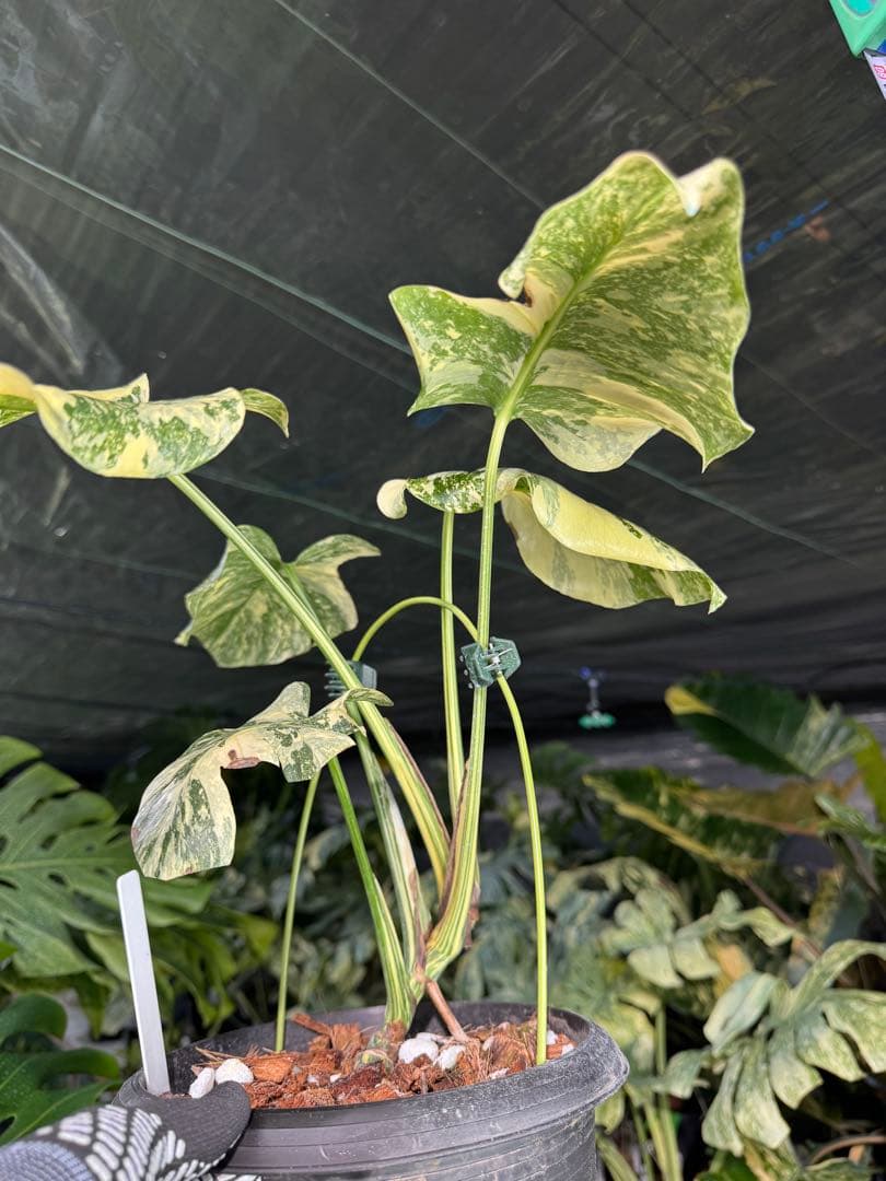 真・ホワイトスノー（白雪）モンステラ タイコンステレーション