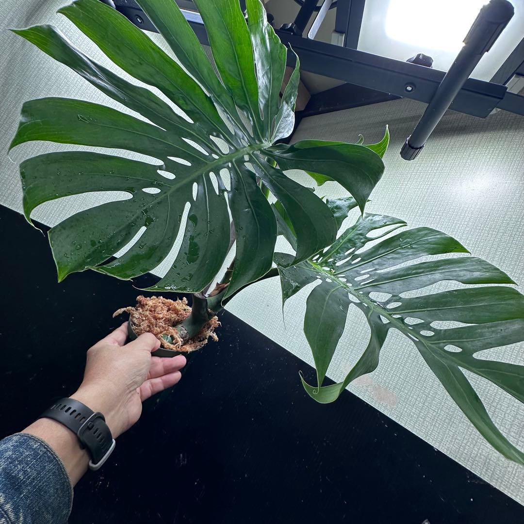 モンステラデリシオーサマクロコズム超希少系統鉢植え