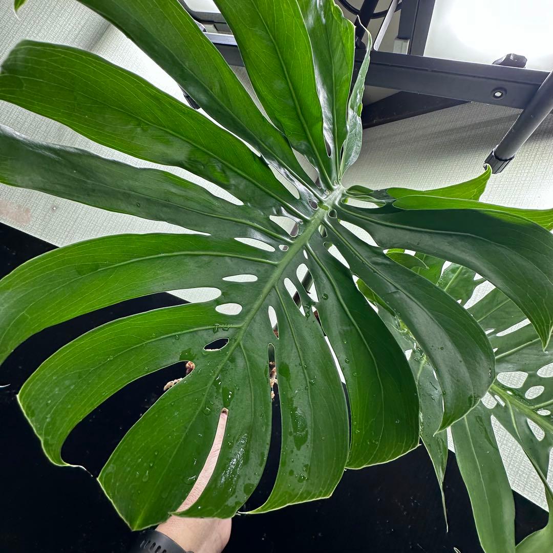 モンステラデリシオーサマクロコズム超希少系統鉢植え