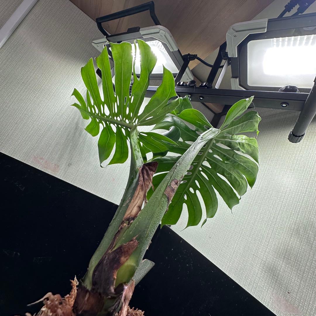 モンステラデリシオーサマクロコズム超希少系統鉢植え