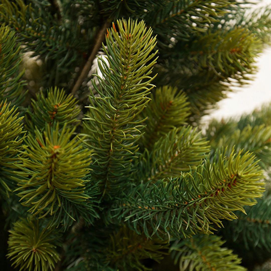 ころすけ 120cm クリスマスツリーGLOBAL TRADE