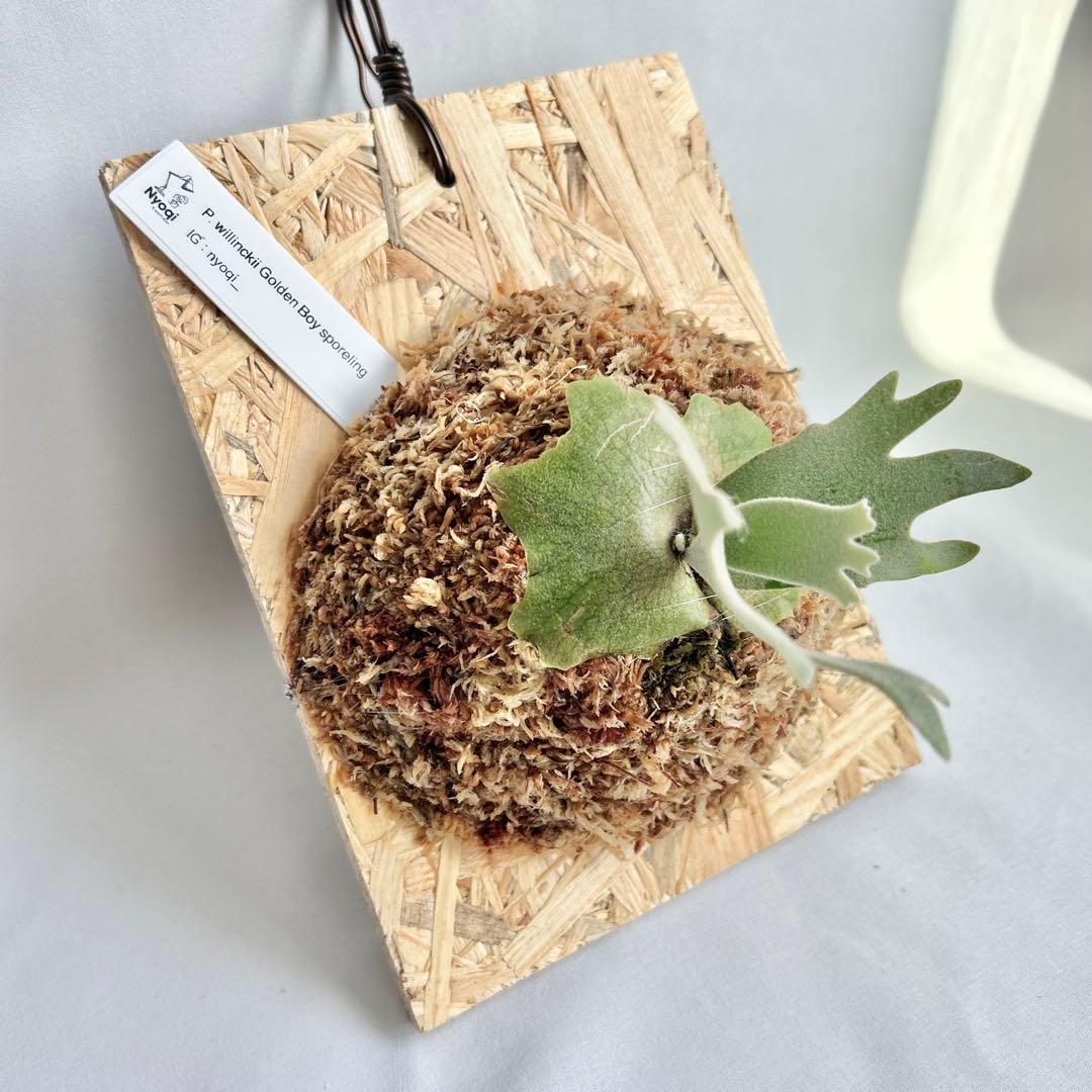 P. wilinckii Golden Boy spore【48】