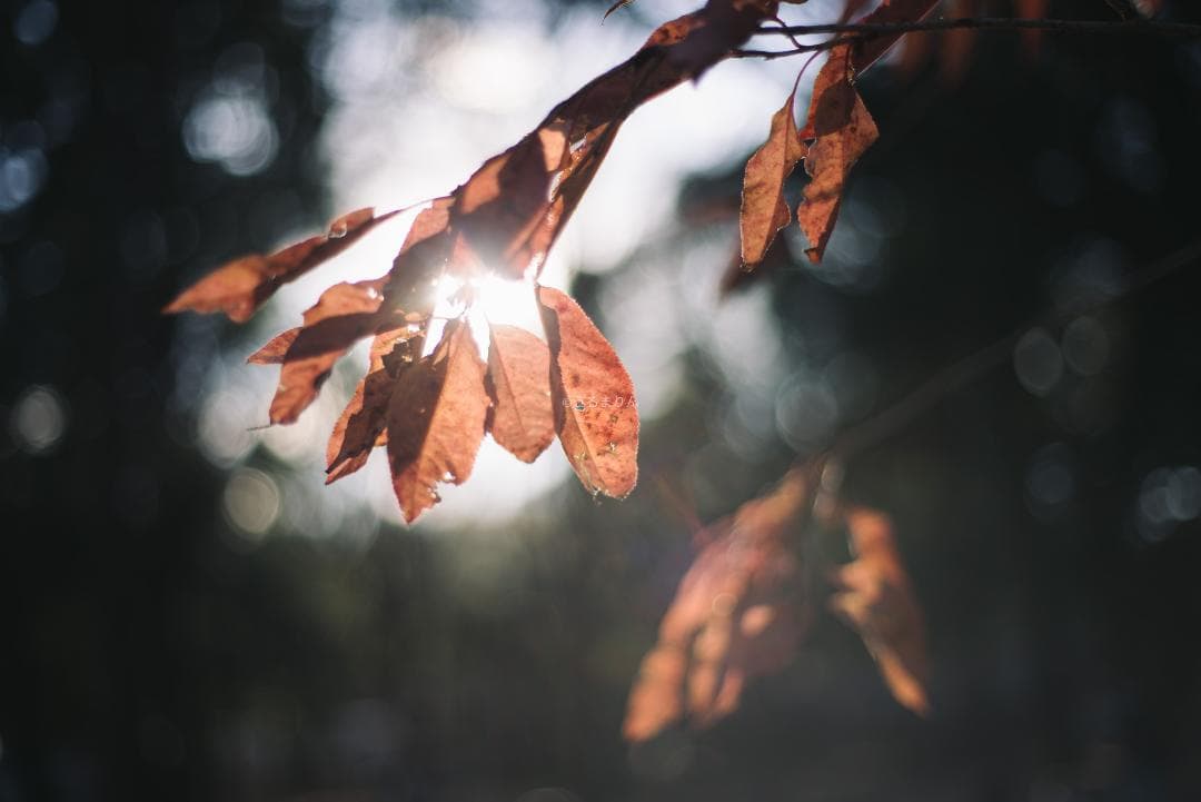 良品！標準の帝王！Planar 50mm F1.4 AEJ オールドレンズ